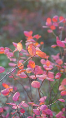 blueberry bush grows in the forest burgundy red leaves autumn 