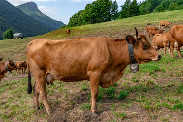 Milking Tarentaise dairy cows in the Bauges massif in the French Alps