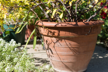 pots in the garden