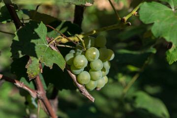 grapes on vine