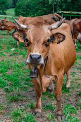 Milking Tarentaise dairy cows in the Bauges massif in the French Alps