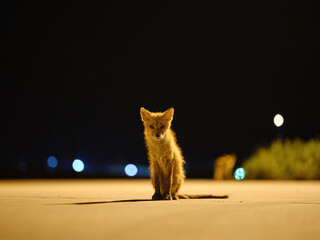 夜のキタキツネ