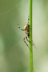 Fototapeta premium spider on a web