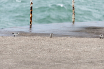 sandpiper