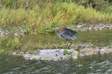 a great blue heron (Ardea herodias) struggles to gulp down a sizeable catfish