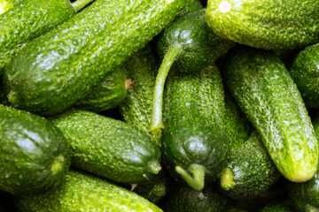 Pile of green cucumbers background.  Adobe RGB color space.