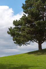 Fototapeta na wymiar pine tree on a hill
