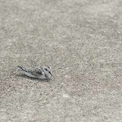sandpiper