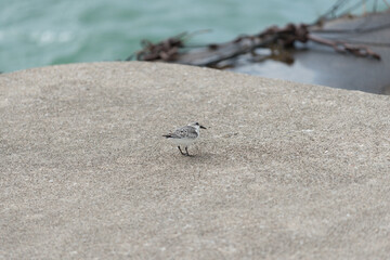 sandpiper