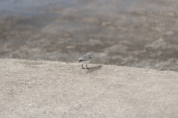 sandpiper