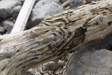 Fototapeta na wymiar tree stump on the rocks