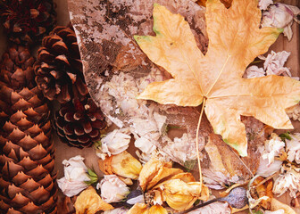 Natural autumn collection of pinecones leaves and dried flowers;  Skeletal leaf; pine cones; dried petals among a natural fall collection