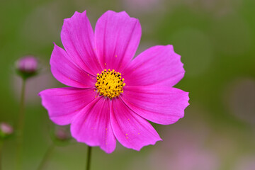 Obraz premium コスモス