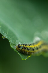 green caterpillar on a leaf