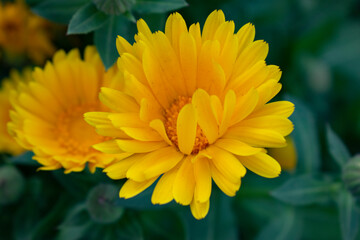 yellow flower in the garden