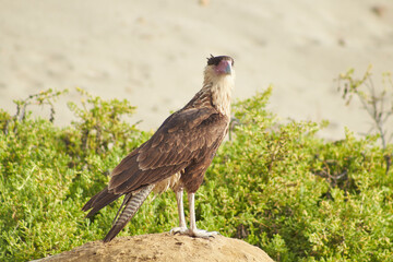 Caracho Norteño en los Humedales de Piedritas, Talara, Perú.