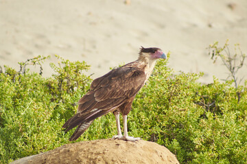Caracho Norteño en los Humedales de Piedritas, Talara, Perú.