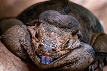 A rhinoceros iguana
