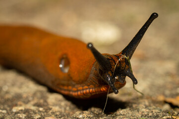 Close up of a nudibranch