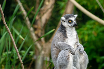 Close up of a lemur