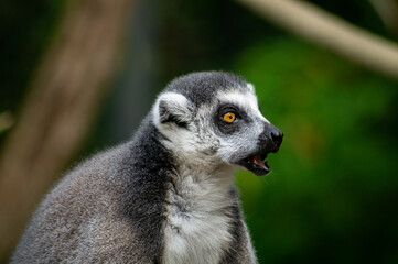 Close up of a lemur © Björn Bartsch