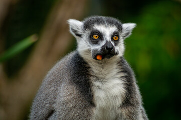 Close up of a lemur