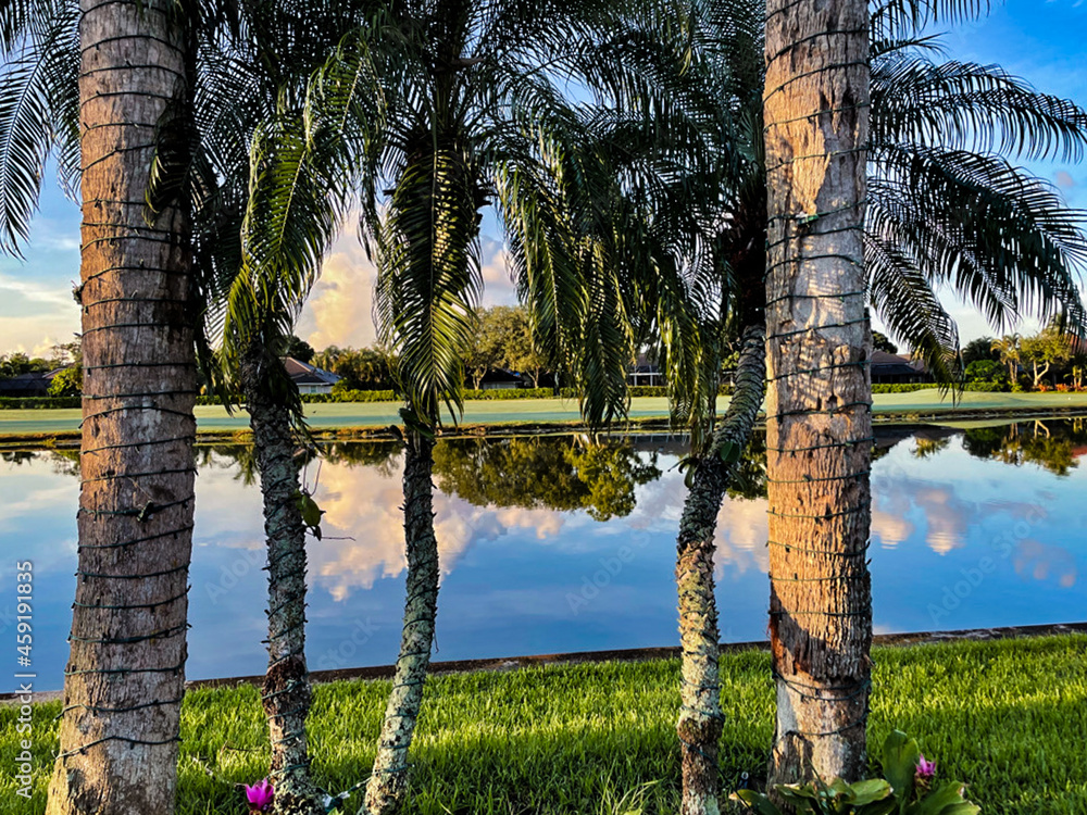 Wall mural drainage canal in florida swamps