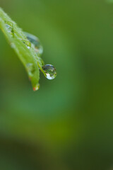 water drops on green leaf