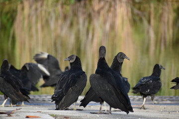 Large black vultures scavenging for food in Everglades National Park, Florida, United States