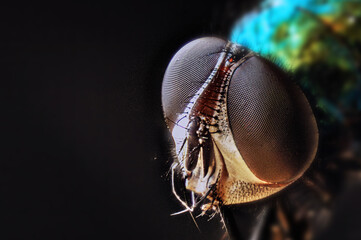 Macro shot of a gold fly.