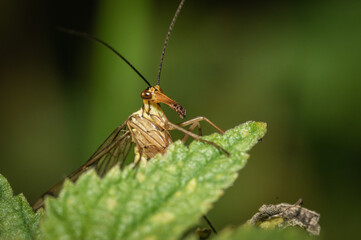 A scorpion fly in a meadow when the weather is nice