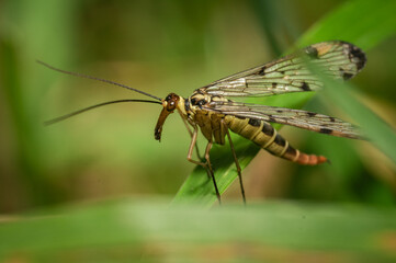 A scorpion fly in a meadow when the weather is nice