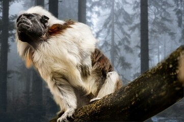 A cottontop tamarin in the woods on a branch