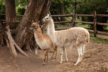 Two llamas walk in the zoo in the summer