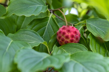 Kousa Dogwood Fruit on tree
