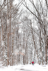 Small figure of woman in red jacket walking in a snowy winter forest trail