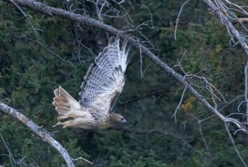 Red-tailed Hawk
