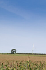 Crop of maize for anaerobic digestion with a wind turbine in the background, in East Yorkshire, England, United Kingdom