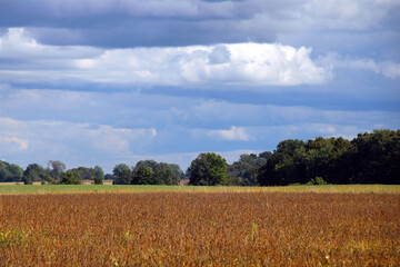 Autumn field under a cloudy sky