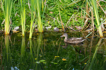 The duck swims on the lake in late summer. Reflections from the water surface.