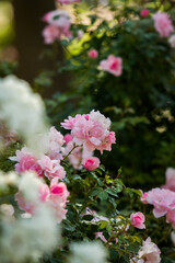 pink and white flowers