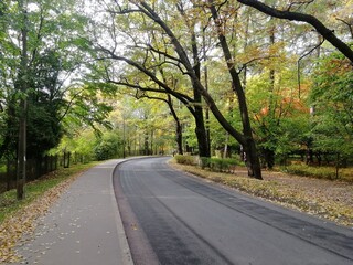 Obraz premium road in the forest