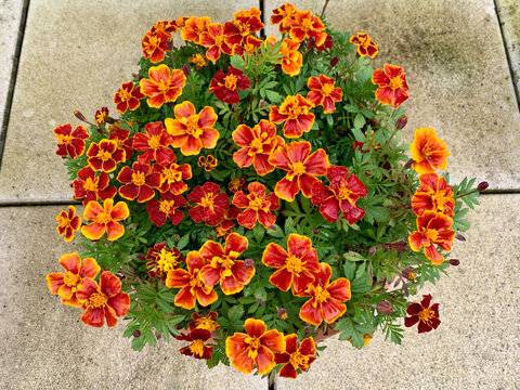 French marigold - also called tagetes - orange flowers on a balcony grown as hobby gardening. Selective focus - Powered by Adobe