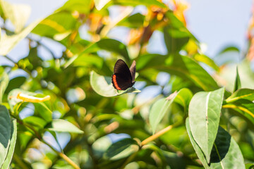 Closeup of a red rim butterfly on green tree leaves under the sunlight with a blurry background
