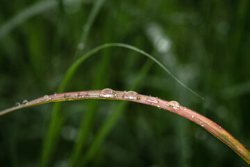 Rain water on green leaf macro.Beautiful drops and leaf texture in nature.