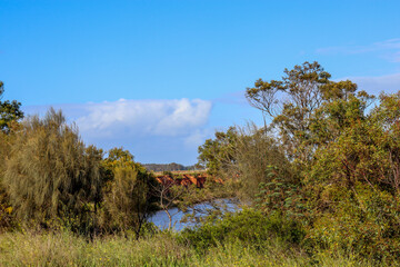 Fototapeta na wymiar forest landscape on river banks