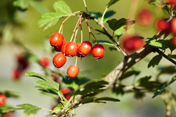 beautiful hawthorn berries on a branch
