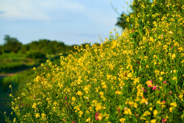Obraz premium Meadow with blooming celandine against the setting sun. Greater celandine (Chelidonium majus, tetterwort, nipplewort or swallowwort, St John's wort).