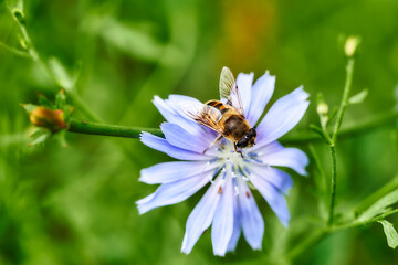 Fototapeta na wymiar bee sitting on Blue flowers of Chicory ordinary (lat. Chicory common).