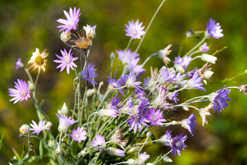 Xeranthemum annuum violet immortelle flowers in bloom